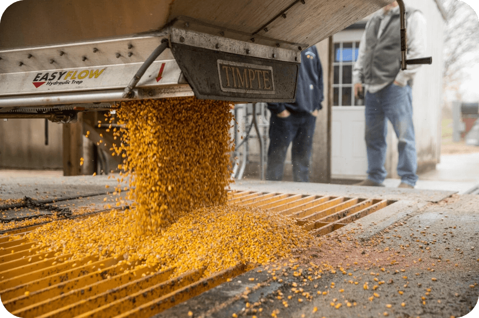 corn-top-pic