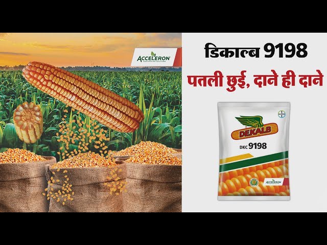 डिकाल्ब-9198-पतली-छुई-दाने-ही-दाने-Hindi-DEKALB-9198-for-MP